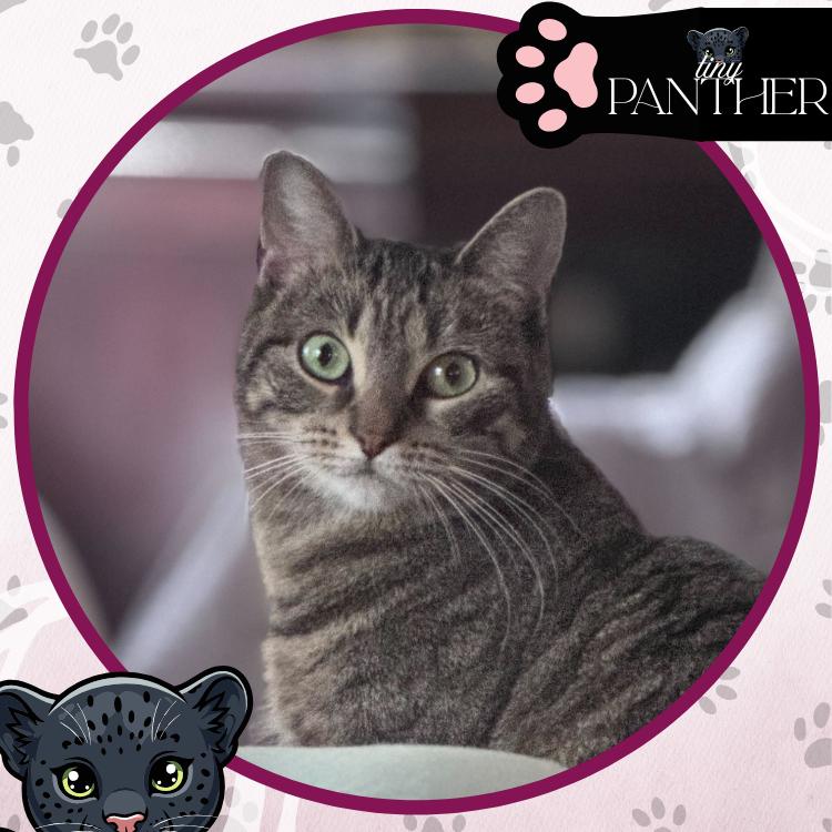 Sonata, a Adoptable Domestic Short Hair in Toms River, NJ image 5/6