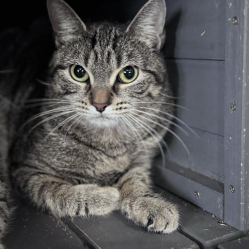 Sonata, a Adoptable Domestic Short Hair in Toms River, NJ image 6/6