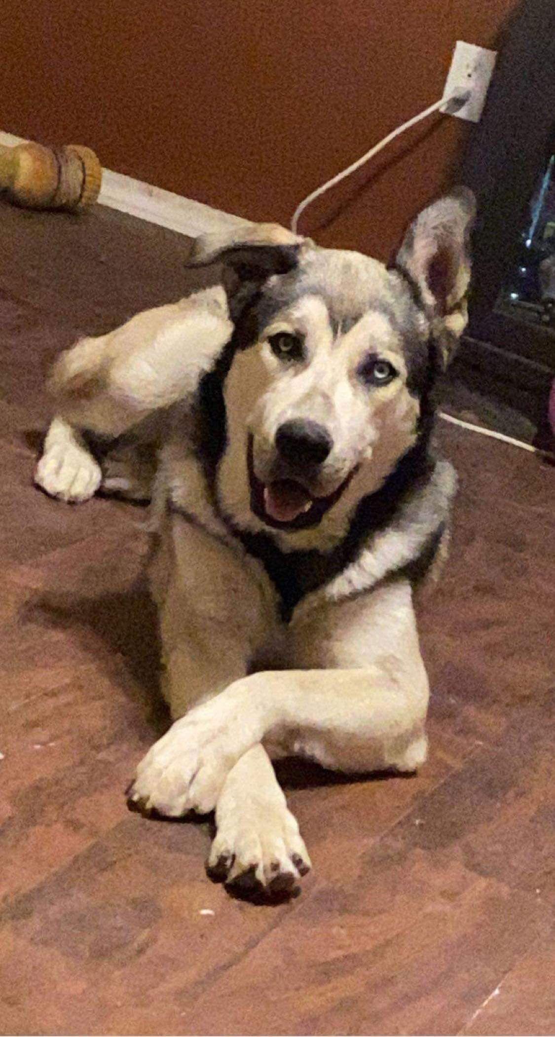 Kazu, a Adoptable Siberian Husky in Cedar Crest, NM image 1/3