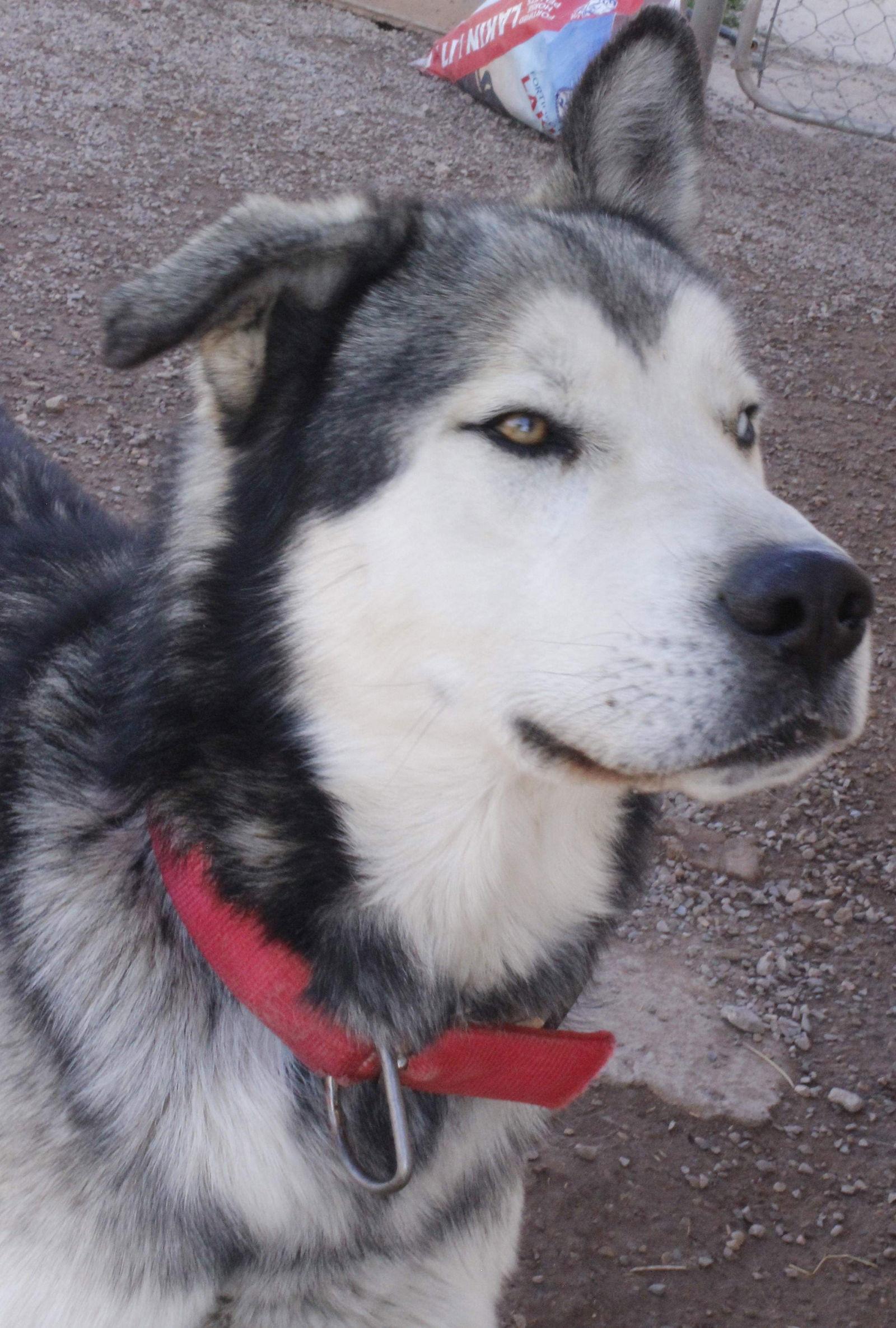 Kazu, a Adoptable Siberian Husky in Cedar Crest, NM image 2/3