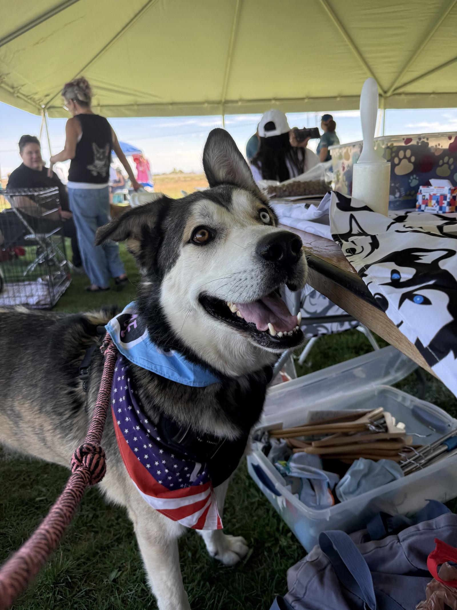 Enlarge Kazu, a Adoptable Siberian Husky in Cedar Crest, NM image 2/3