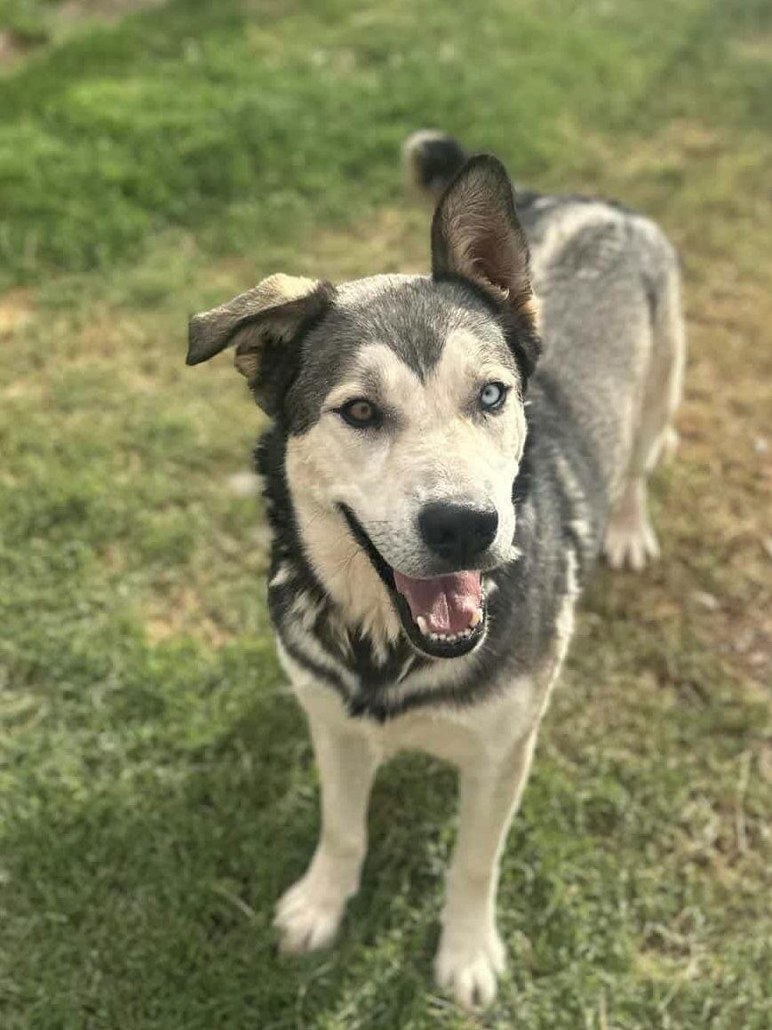 Kazu, a Adoptable Siberian Husky in Cedar Crest, NM image 3/3