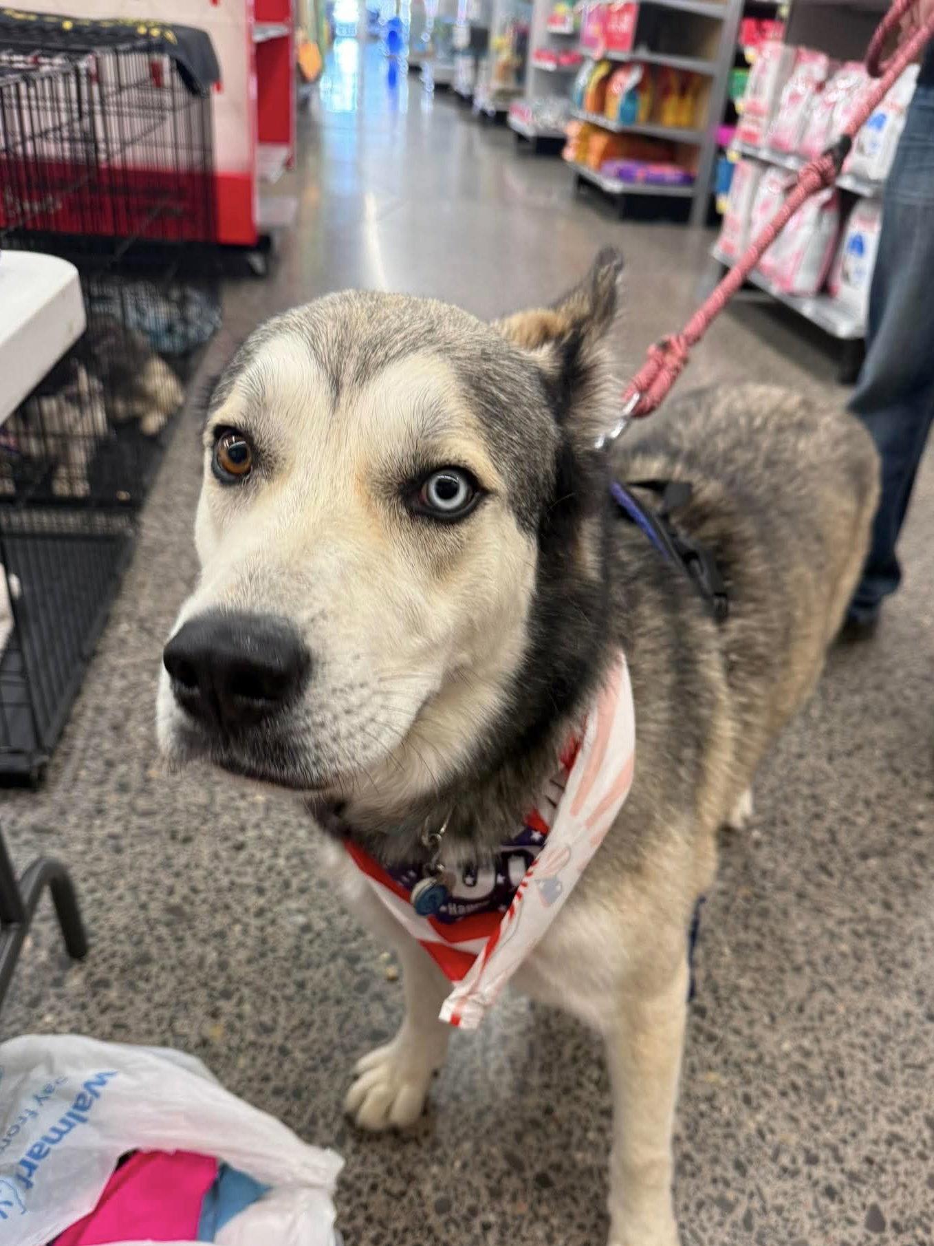 Enlarge Kazu, a Adoptable Siberian Husky in Cedar Crest, NM image 3/3
