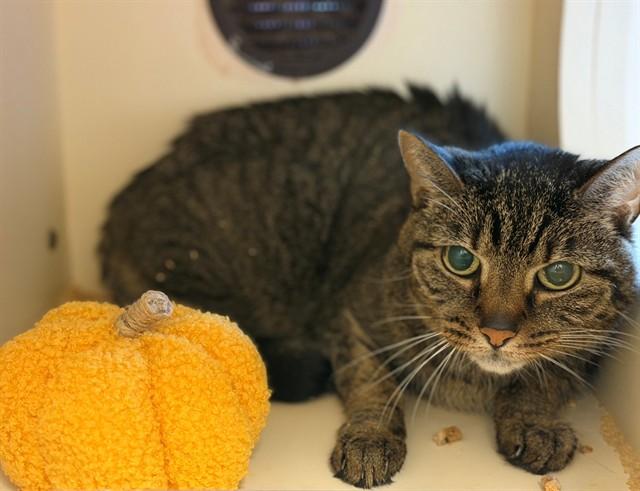 THISTLE, Adoptable, Adult Female Domestic Short Hair.
