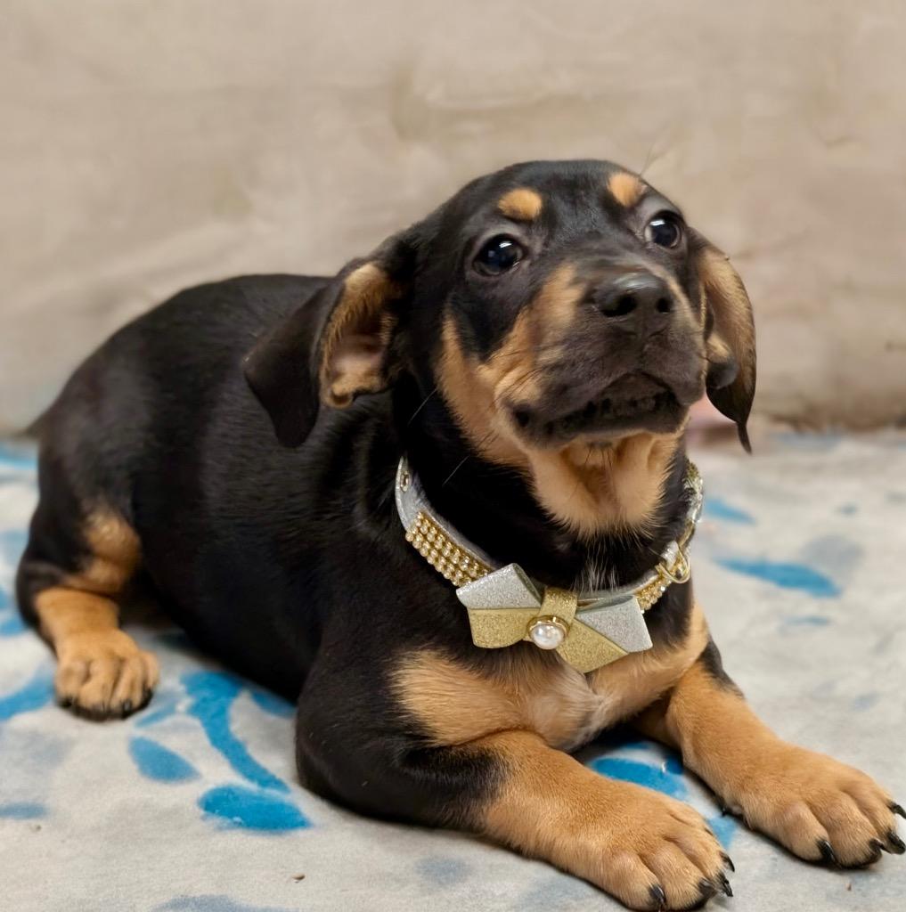 Flower-Sweet Puppy!, Adoptable, Puppy Female Dutch Shepherd & Miniature Pinscher.