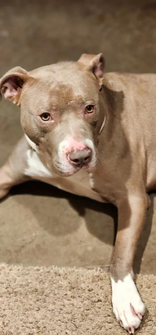 Enlarge Hank, an adopted mixed breed in Minneapolis, MN image 6/6