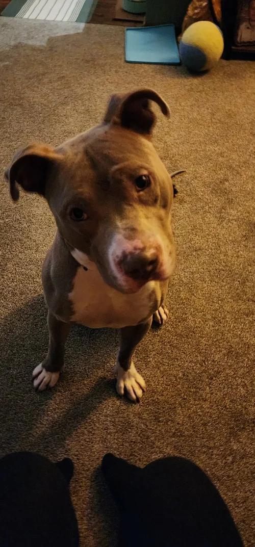 Enlarge Hank, an adopted mixed breed in Minneapolis, MN image 4/6