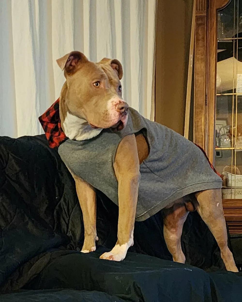 Enlarge Hank, an adopted mixed breed in Minneapolis, MN image 3/6