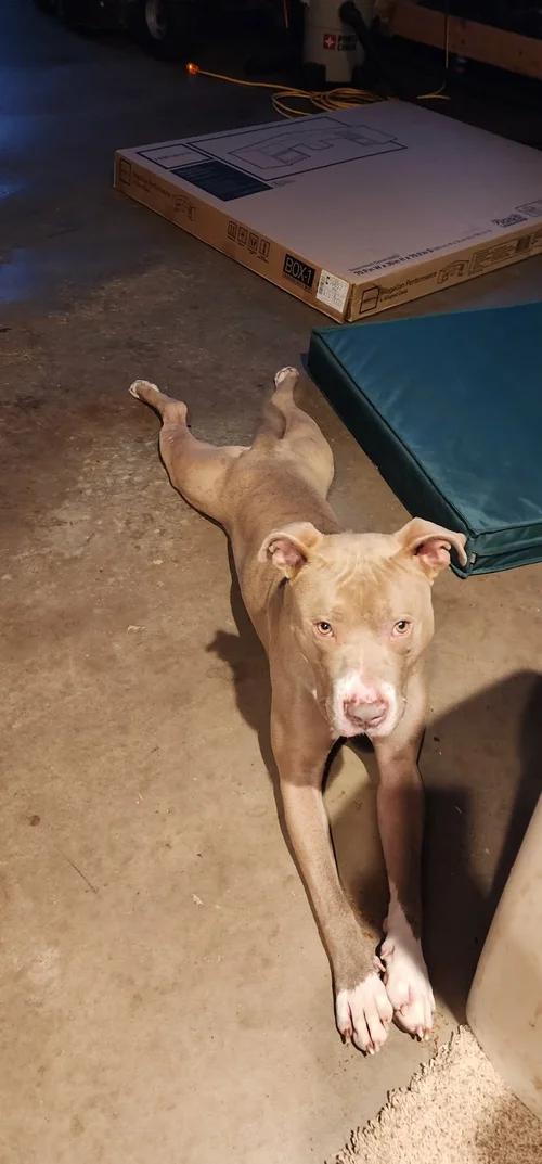 Enlarge Hank, an adopted mixed breed in Minneapolis, MN image 5/6