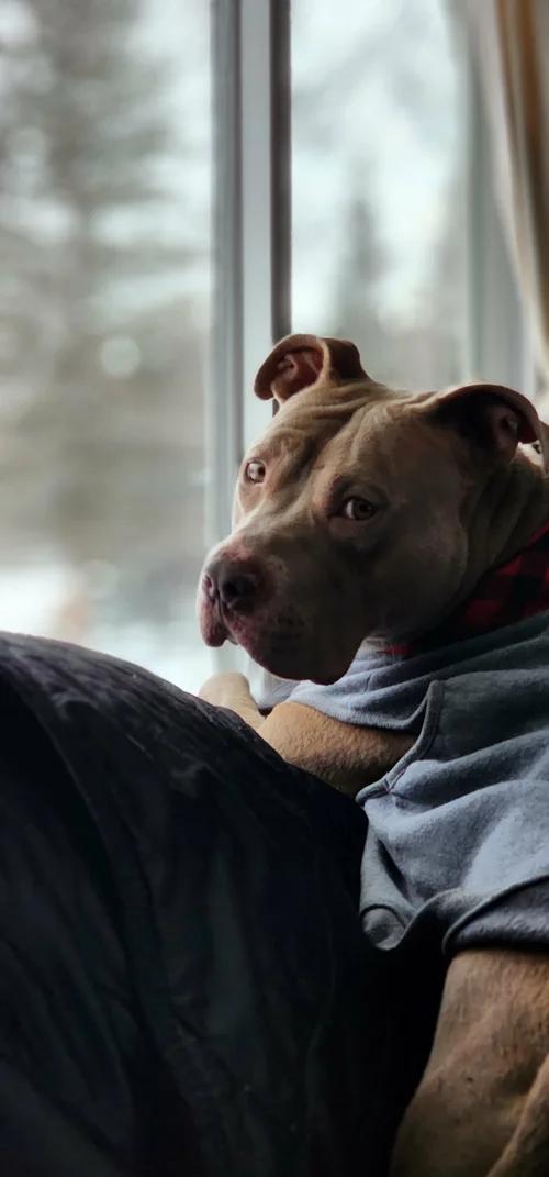 Enlarge Hank, an adopted mixed breed in Minneapolis, MN image 2/6