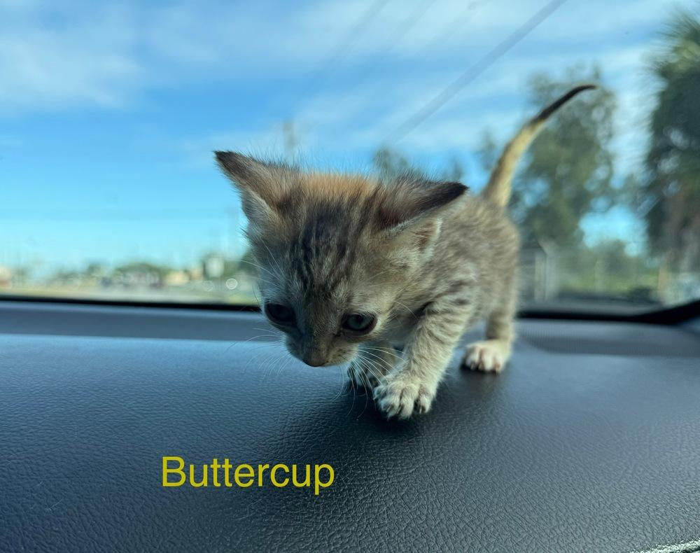 Enlarge Buttercup, a Adoptable mixed breed in Tampa, FL image 1/2