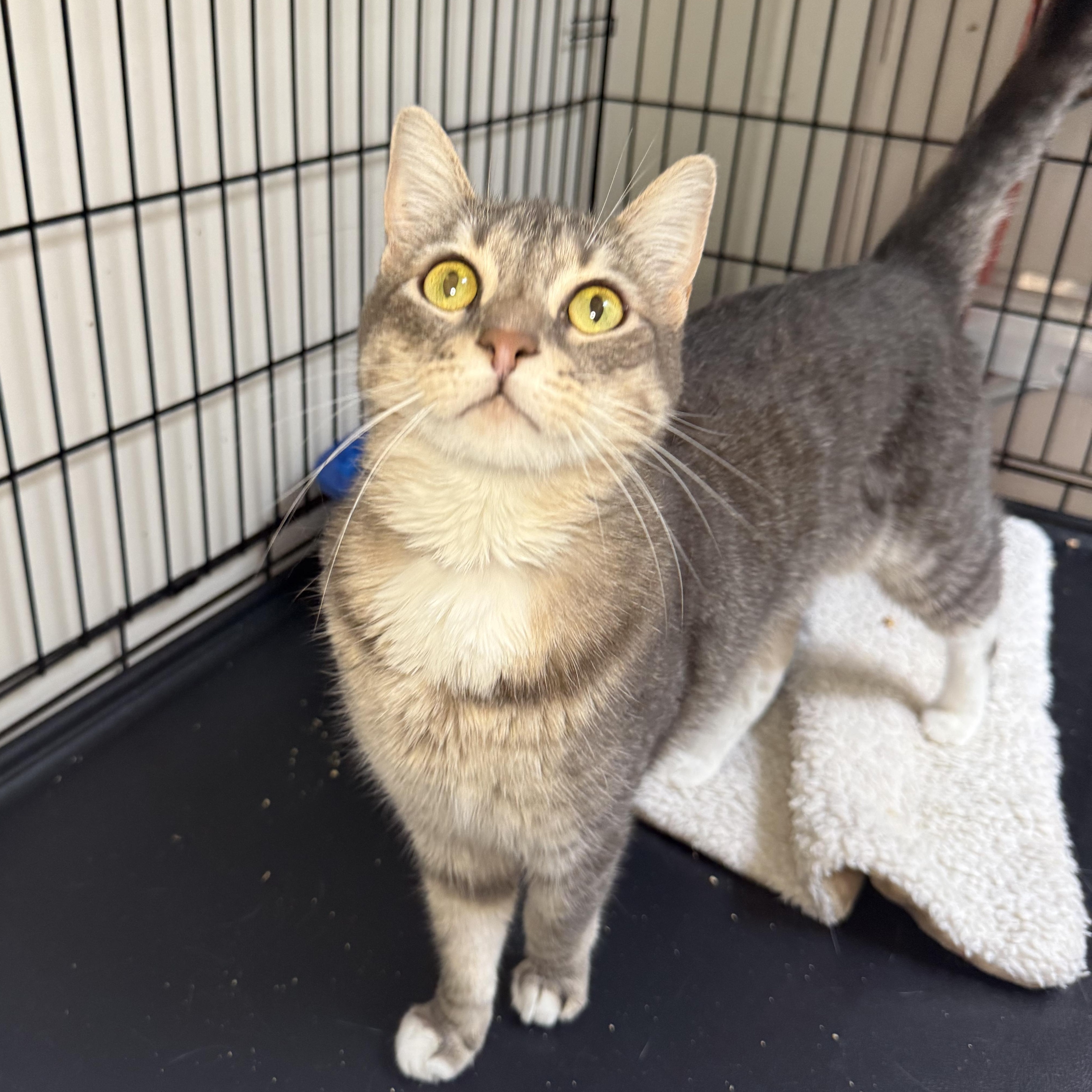 Mr. Moon, a ADOPTABLE Domestic Short Hair in Santa Monica, CA image 4/4