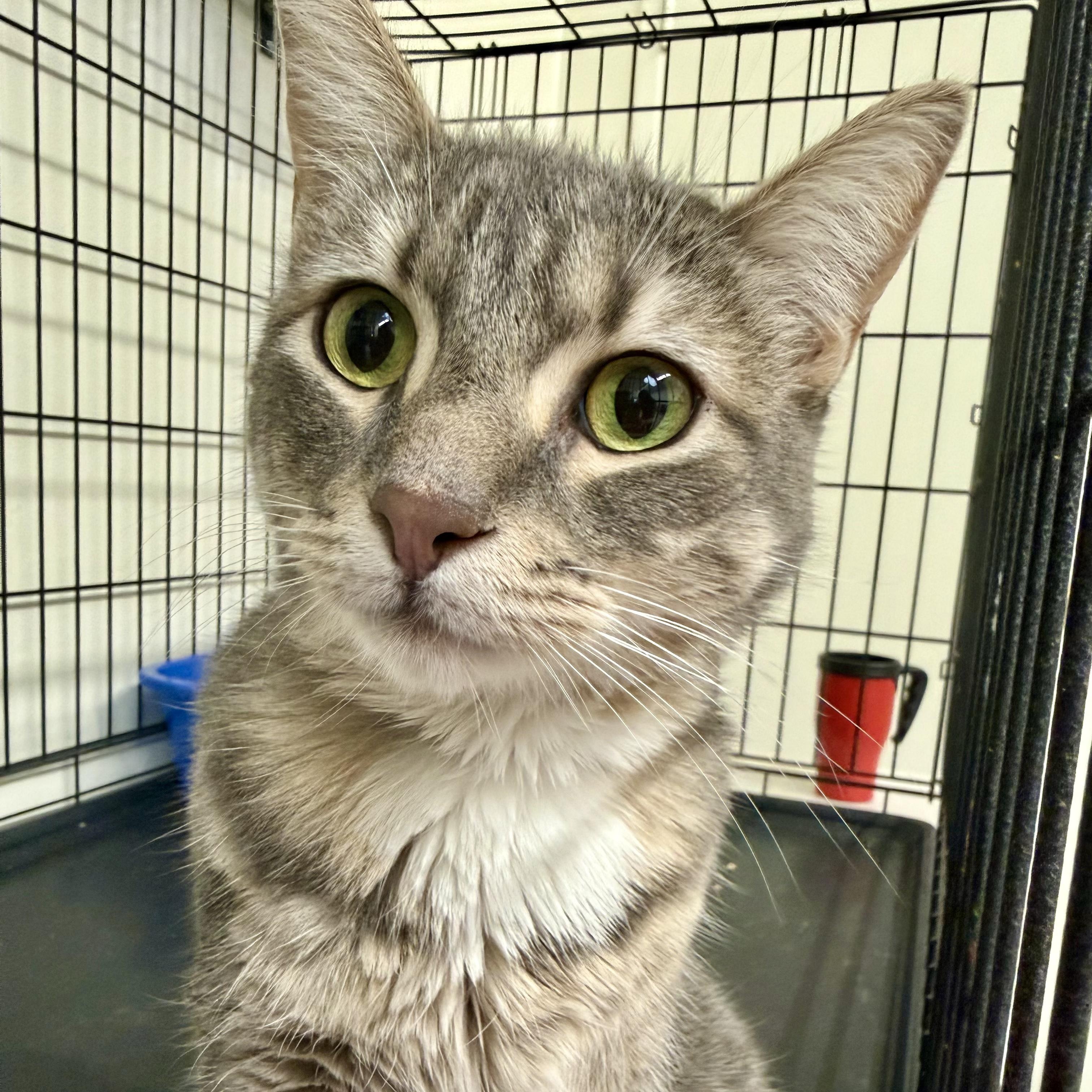 Mr. Moon, a ADOPTABLE Domestic Short Hair in Santa Monica, CA image 3/4