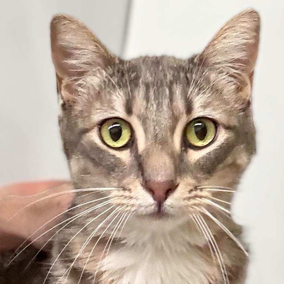 Mr. Moon, ADOPTABLE, Young Male Domestic Short Hair.