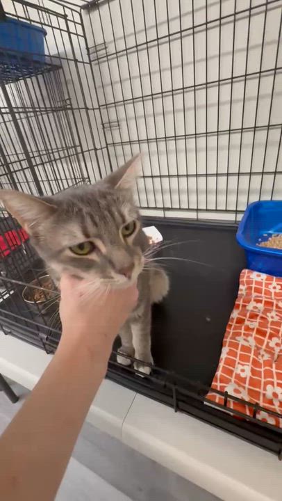 Enlarge Mr. Moon, a ADOPTABLE Domestic Short Hair in Santa Monica, CA video 2/4