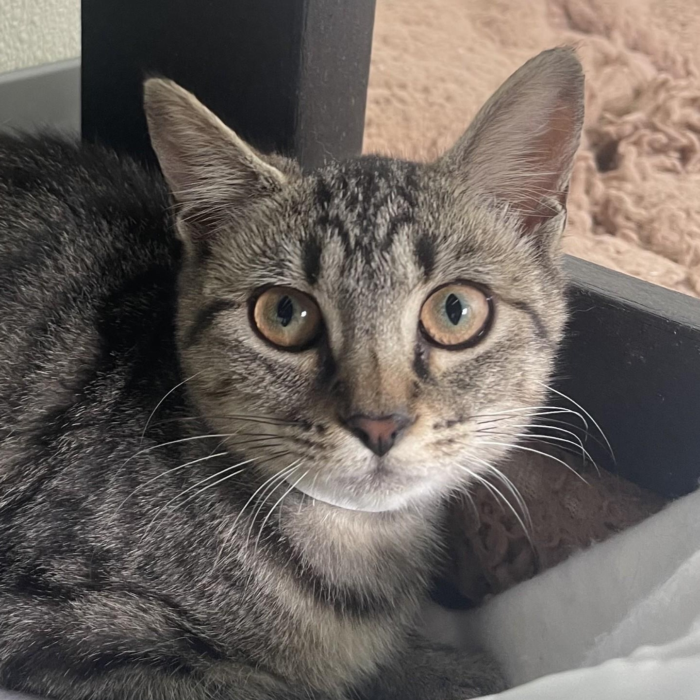 Mallard, Adoptable, Kitten Female Domestic Short Hair.