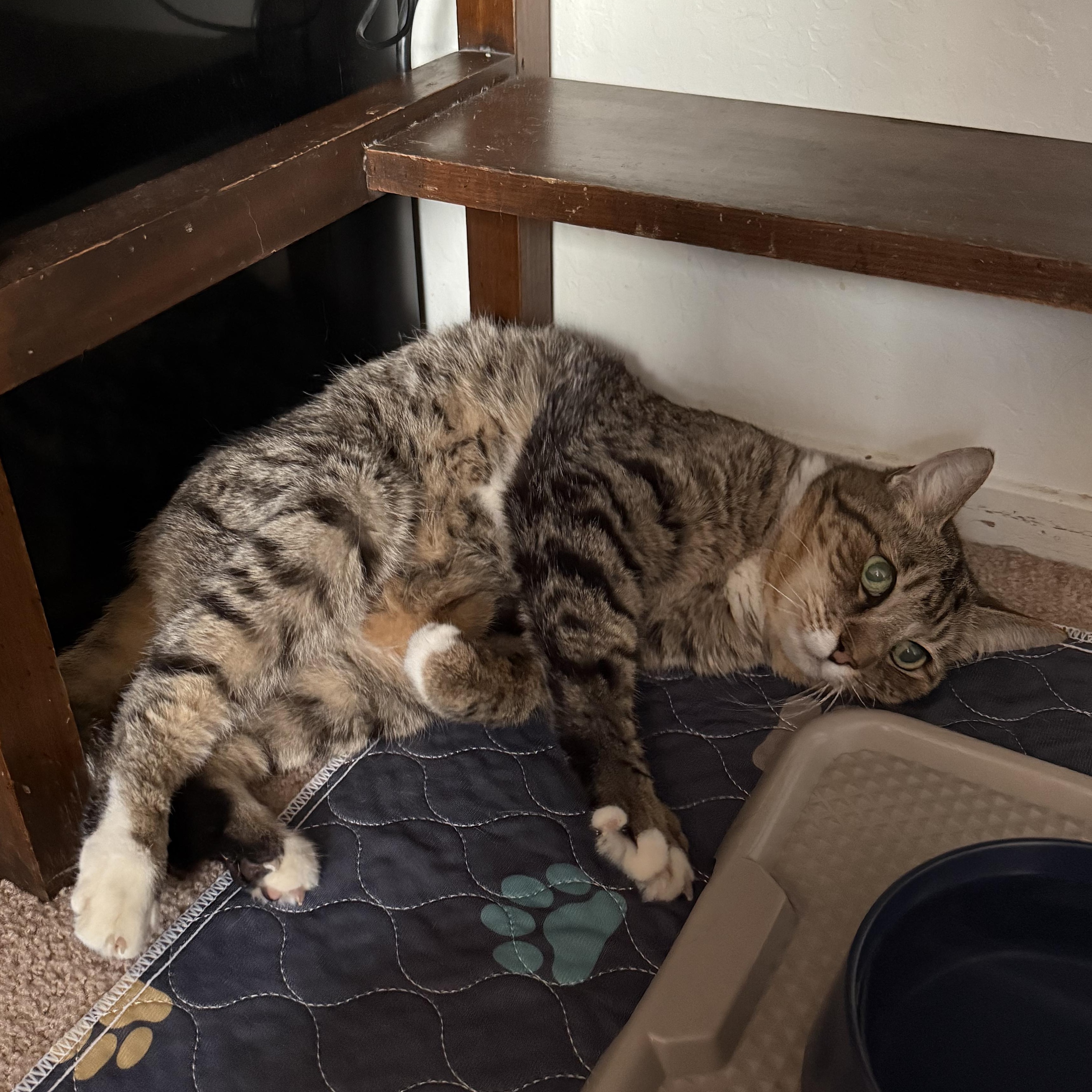 Enlarge Bertie, a ADOPTABLE Domestic Short Hair in Walnut Creek, CA image 3/4