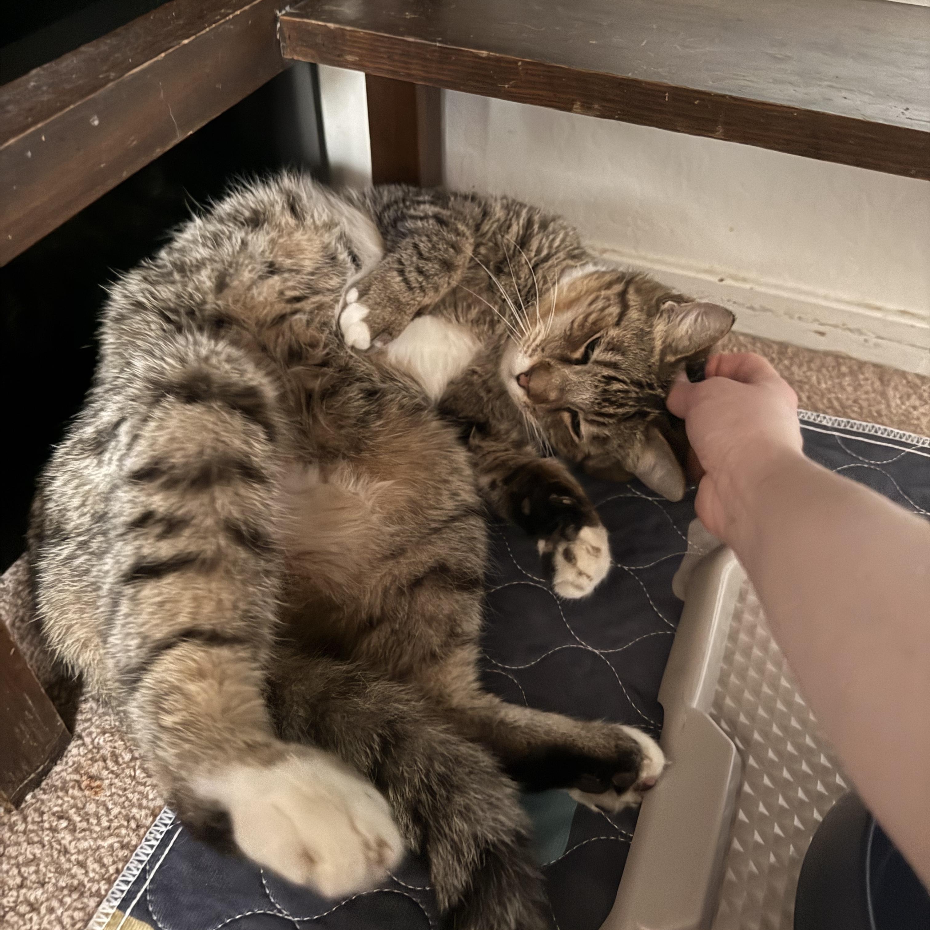 Enlarge Bertie, a ADOPTABLE Domestic Short Hair in Walnut Creek, CA image 2/4