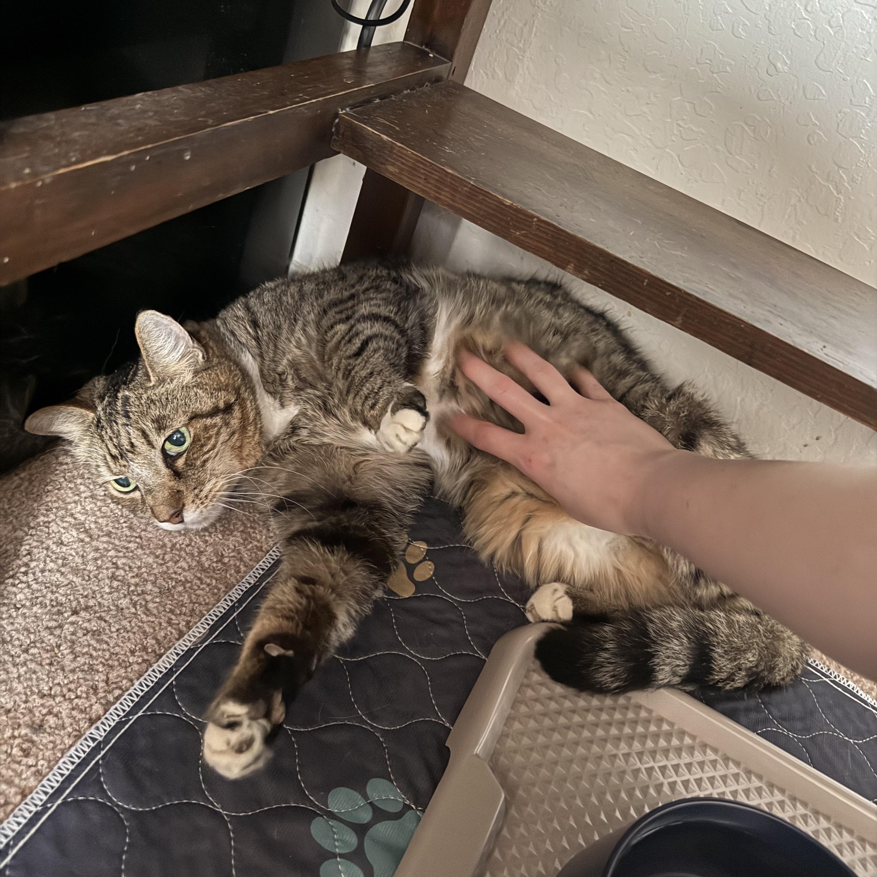 Enlarge Bertie, a ADOPTABLE Domestic Short Hair in Walnut Creek, CA image 4/4