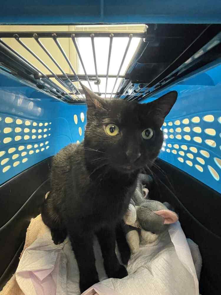 Bear, Adoptable, Young Male Domestic Short Hair.