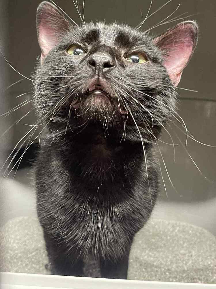 Enlarge Bear, a Adoptable mixed breed in Olyphant, PA image 2/4