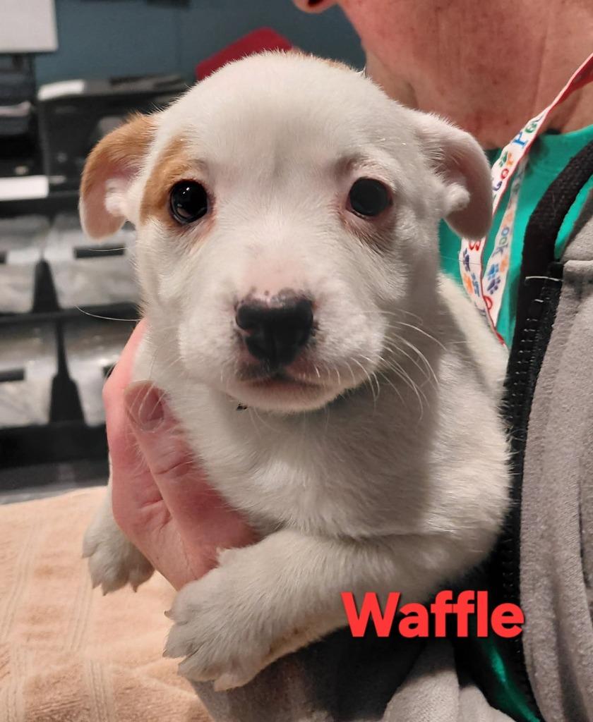 Waffle- In a foster home
