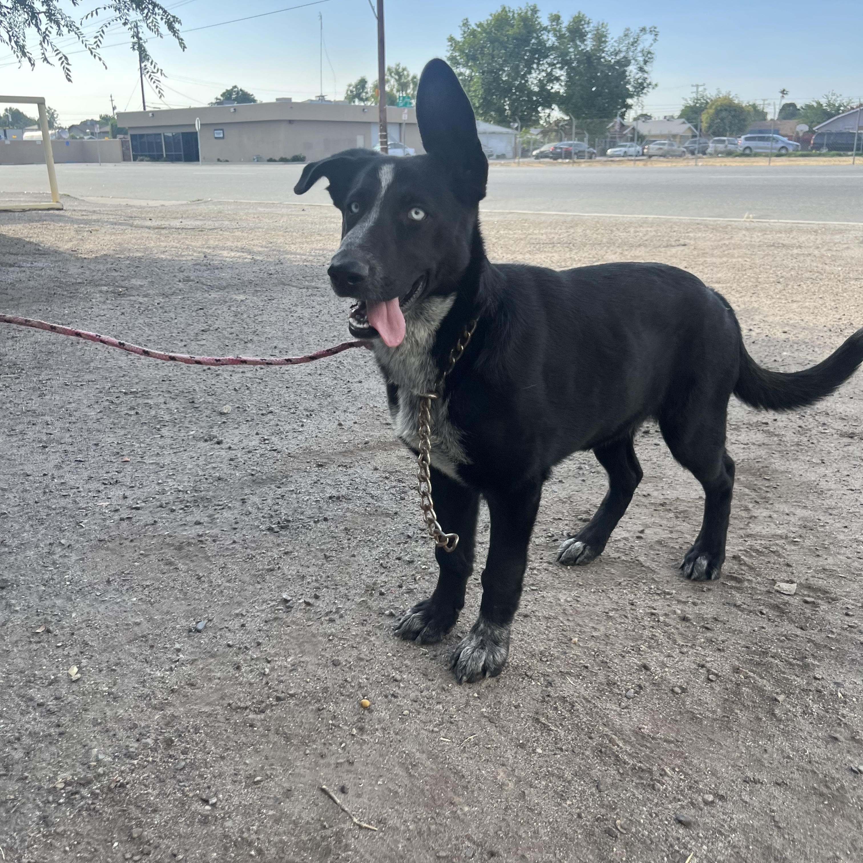Enlarge Luna, a Adoptable mixed breed in Bakersfield, CA image 1/3