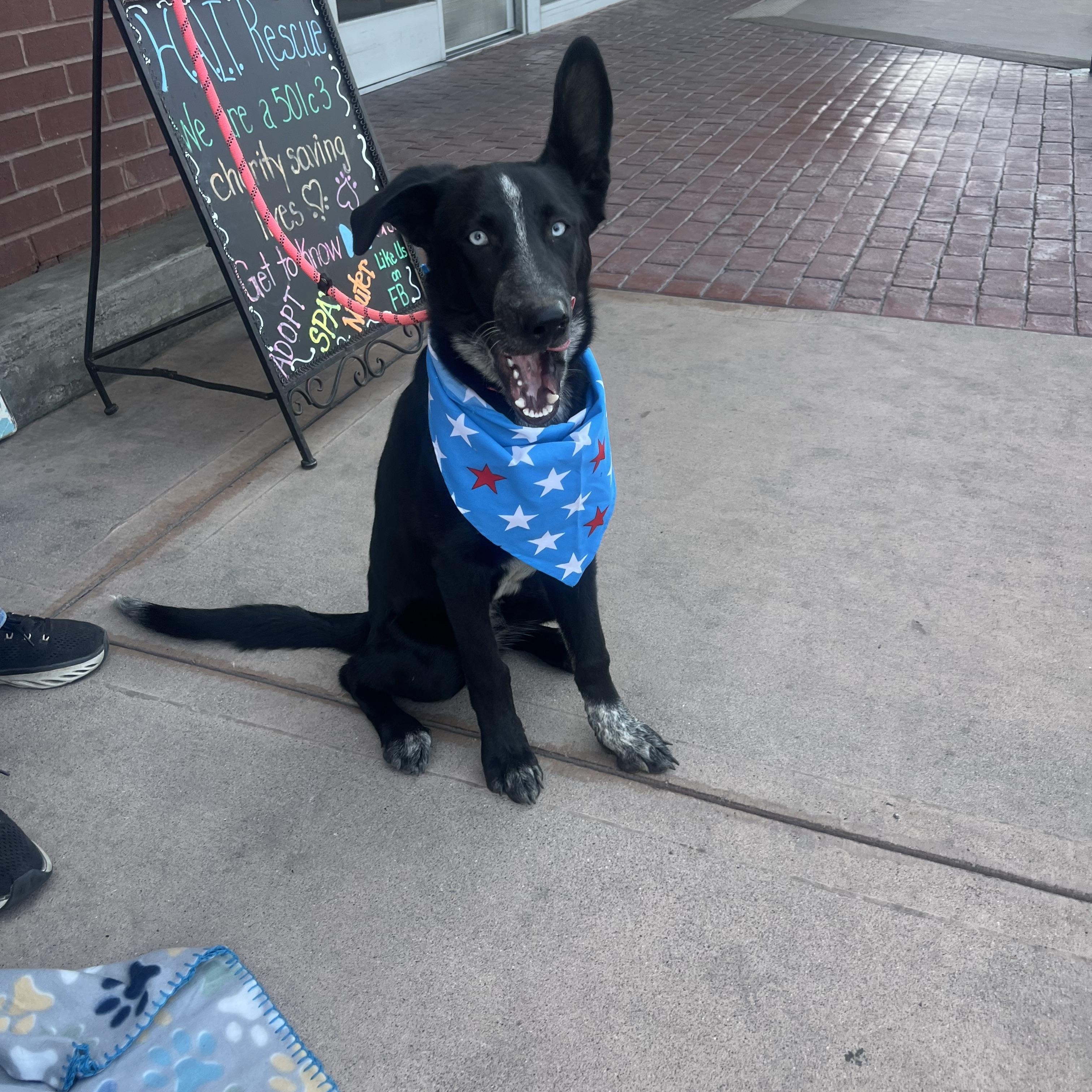 Enlarge Luna, a Adoptable mixed breed in Bakersfield, CA image 2/3