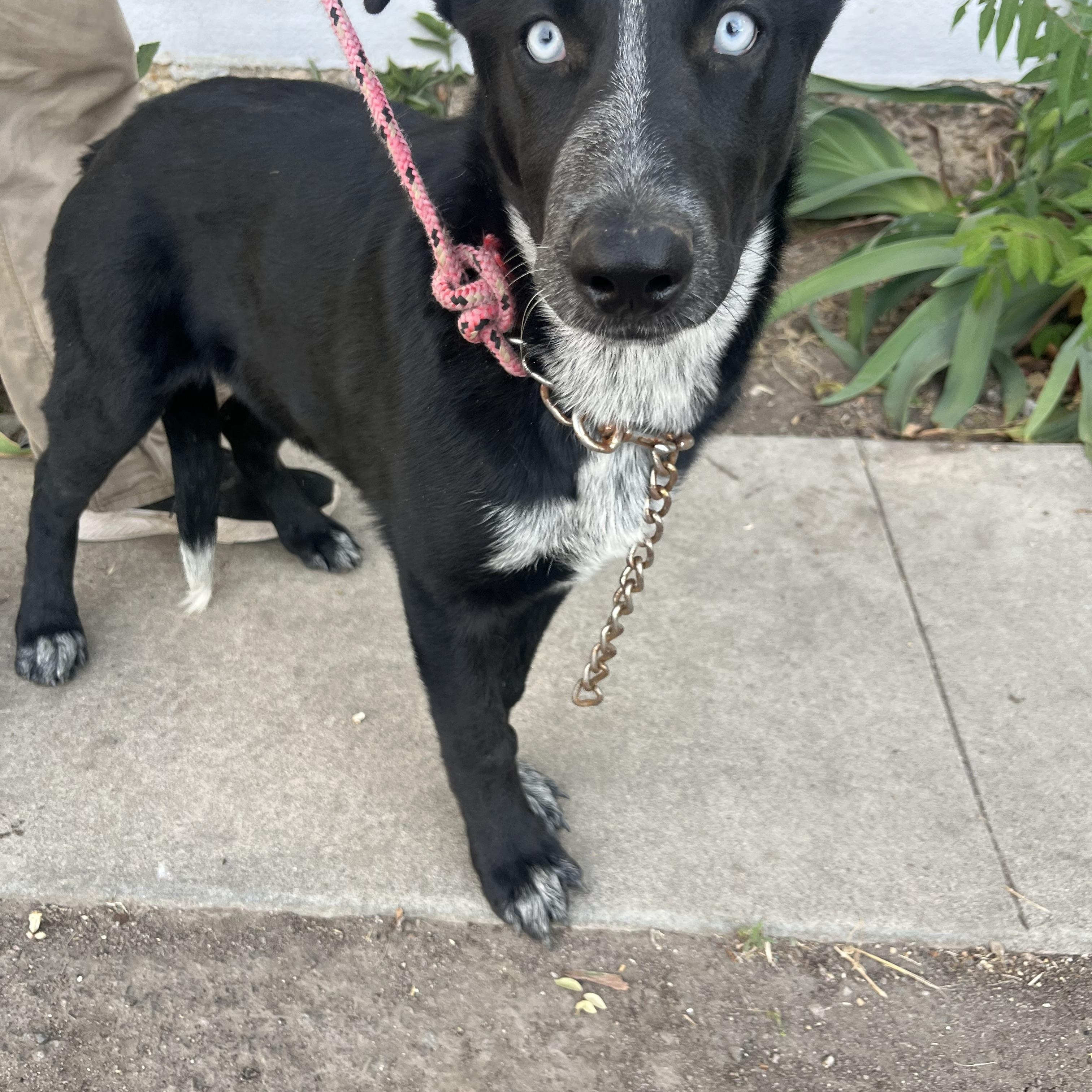 Enlarge Luna, a Adoptable mixed breed in Bakersfield, CA image 3/3