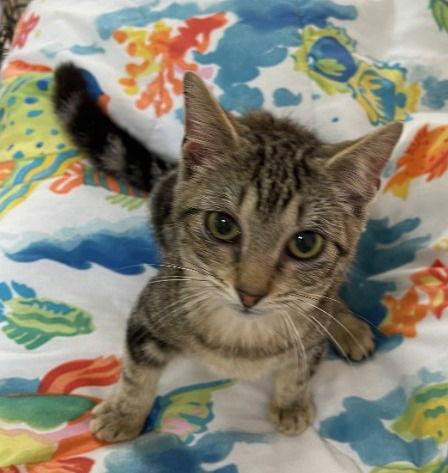 Enlarge Tobias, a Adopted Domestic Short Hair in Oviedo, FL image 2/2