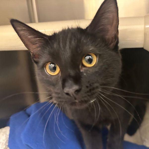 Virginia, Adoptable, Kitten Female Domestic Short Hair.