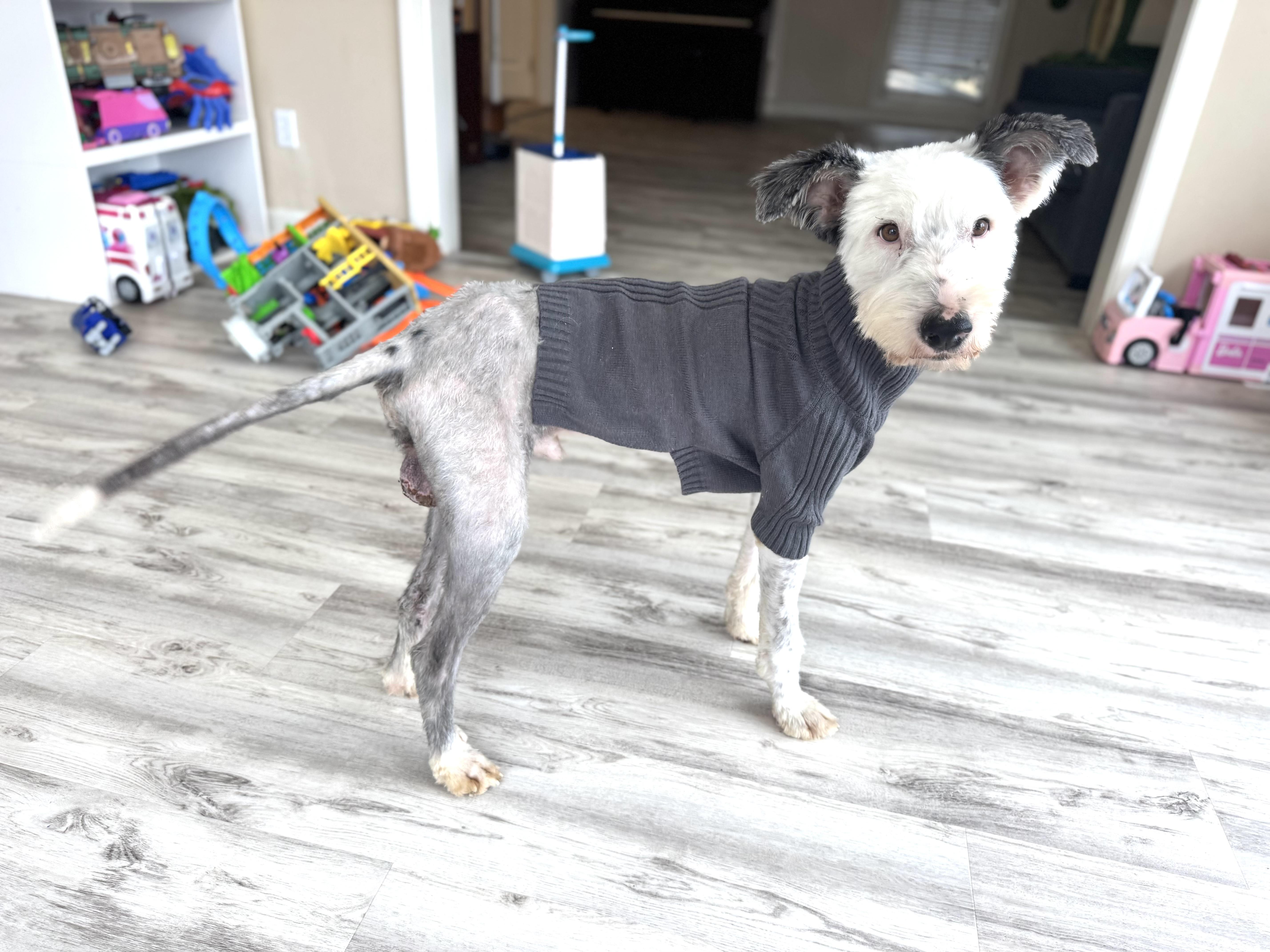 Enlarge Snoopy, a ADOPTABLE mixed breed in Gainesville, VA image 3/6