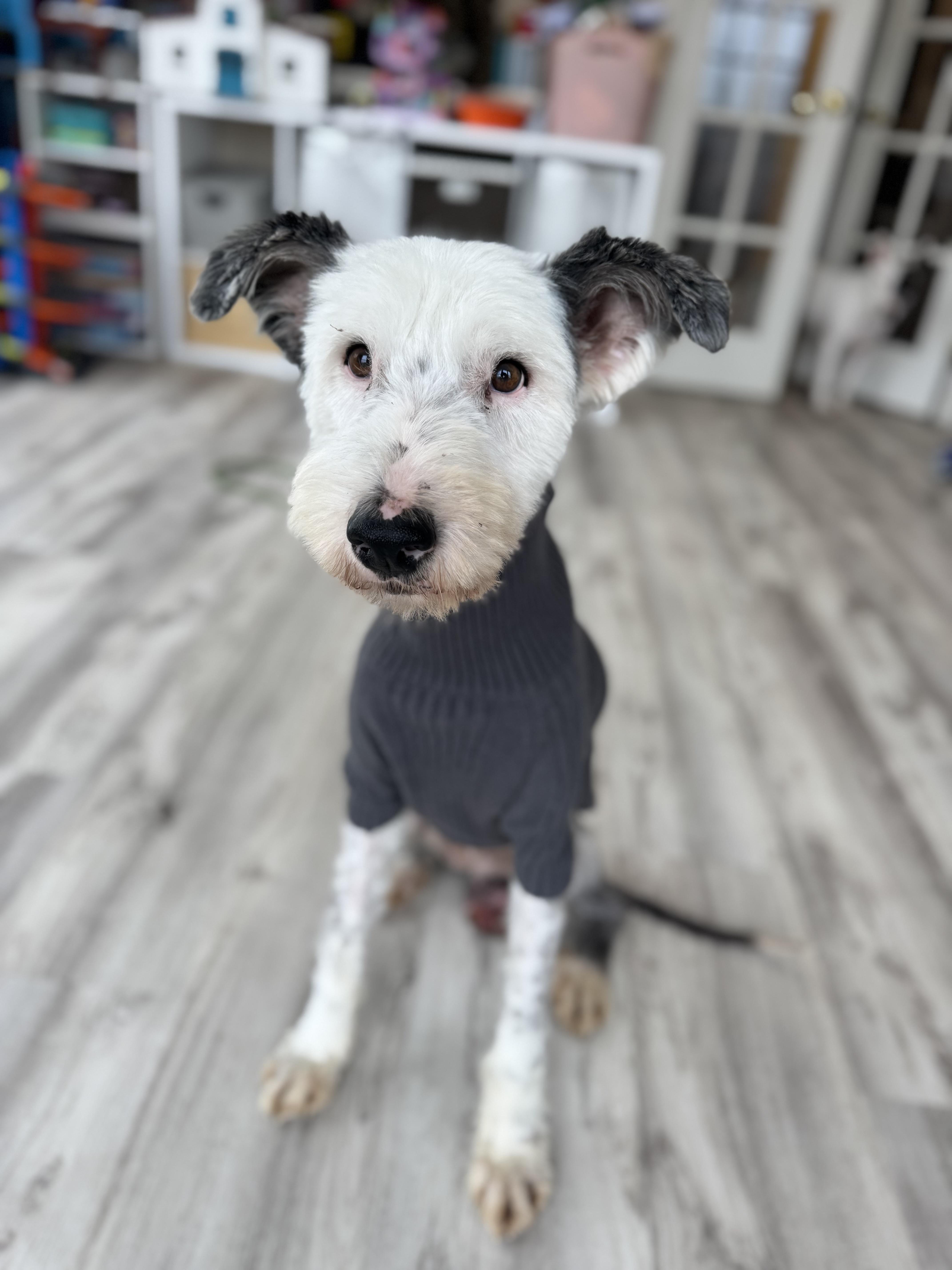 Snoopy, ADOPTABLE, Adult Male Sheep Dog.