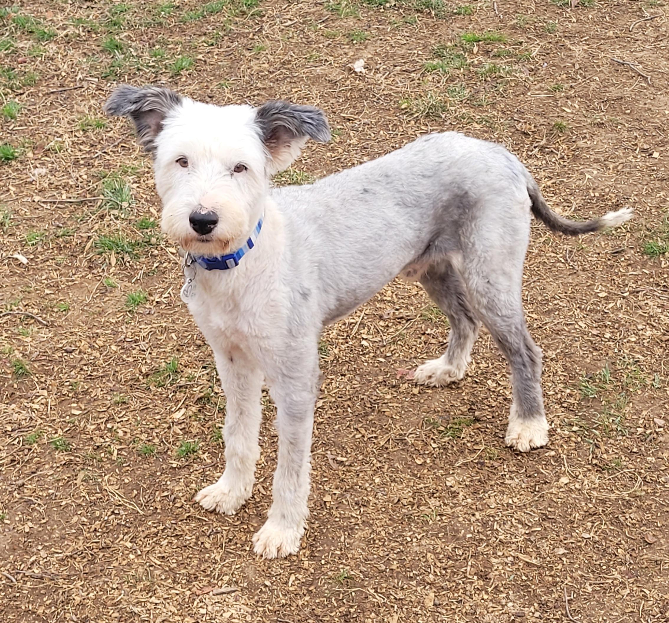 Enlarge Snoopy, a ADOPTABLE mixed breed in Gainesville, VA image 6/6