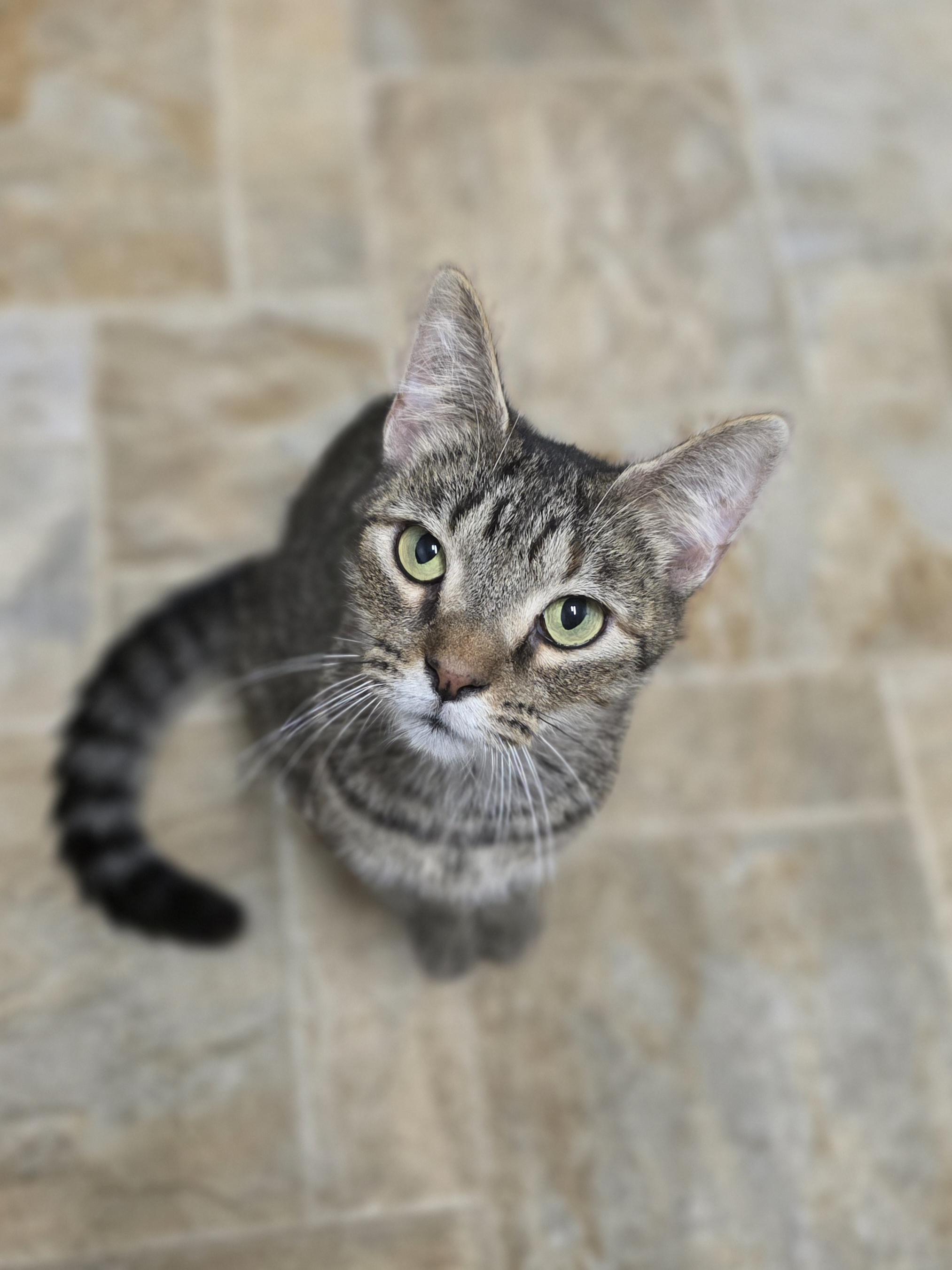 MaryAnn, a Adoptable Tabby in Dodgeville, WI image 1/4