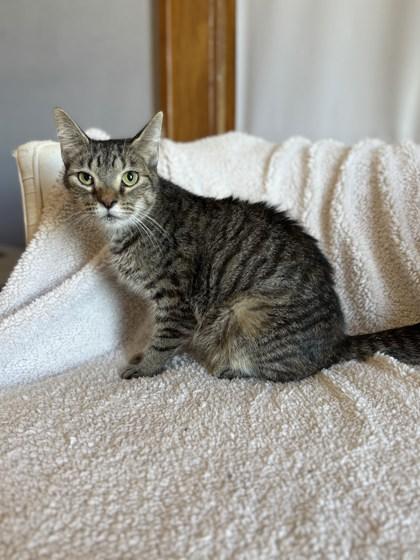 MaryAnn, a Adoptable Tabby in Dodgeville, WI image 3/4