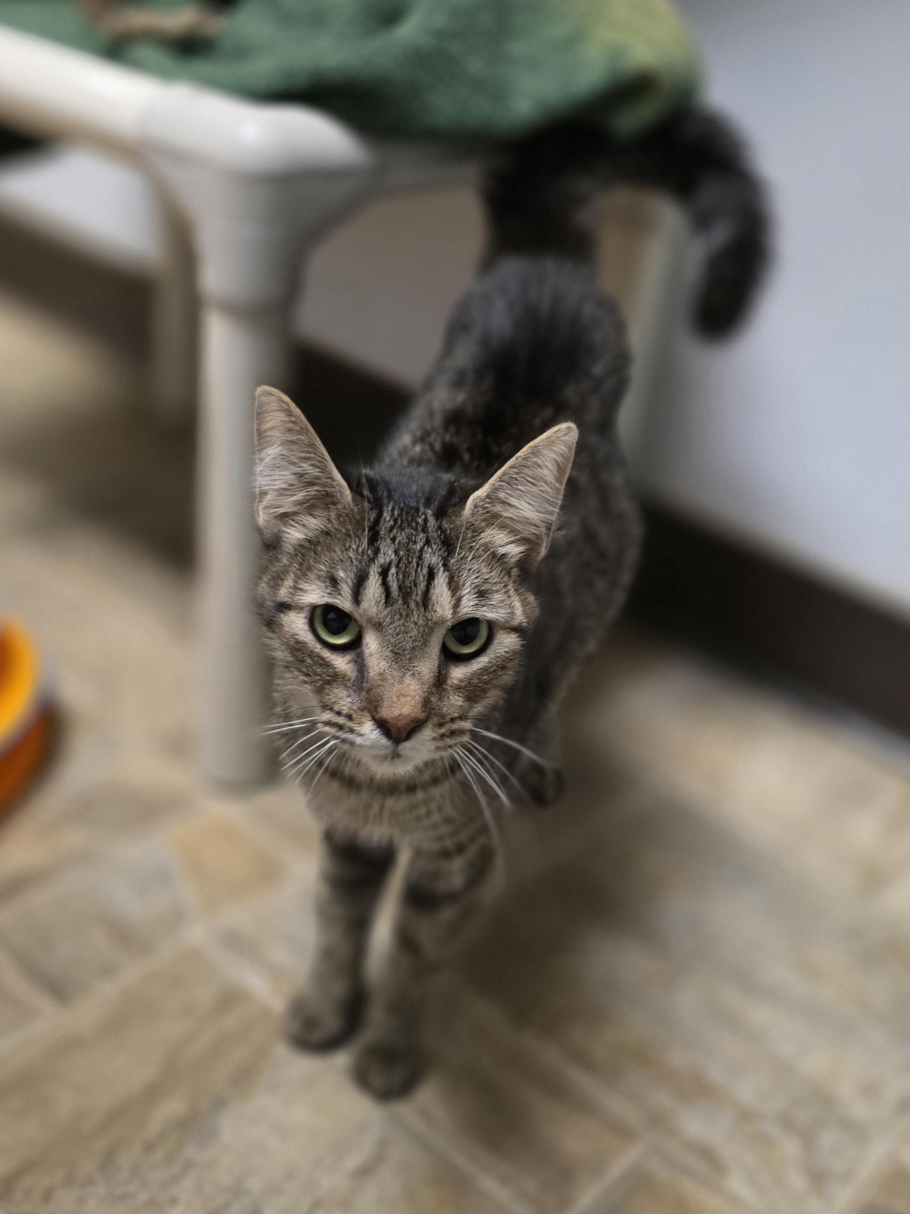 MaryAnn, a Adoptable Tabby in Dodgeville, WI image 4/4