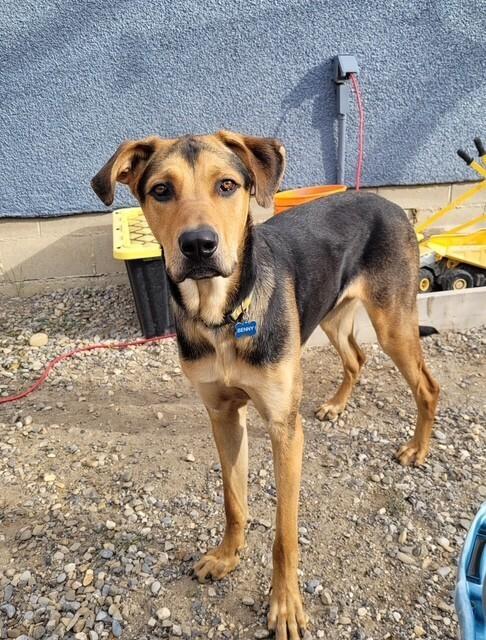 Bentley, Adoptable, Adult Male Shepherd & Mixed Breed.