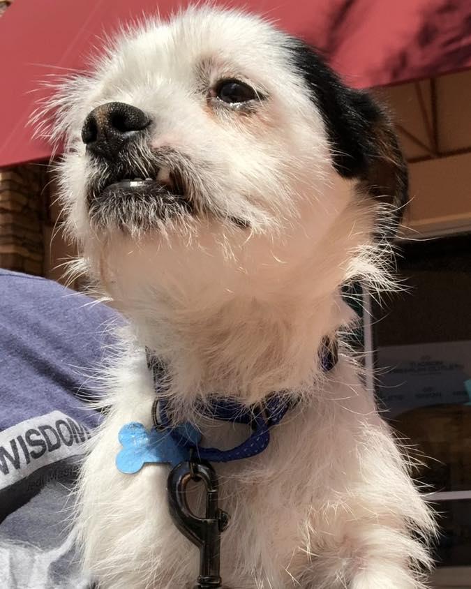 Big Mike, Adopted, Adult Male Cairn Terrier.