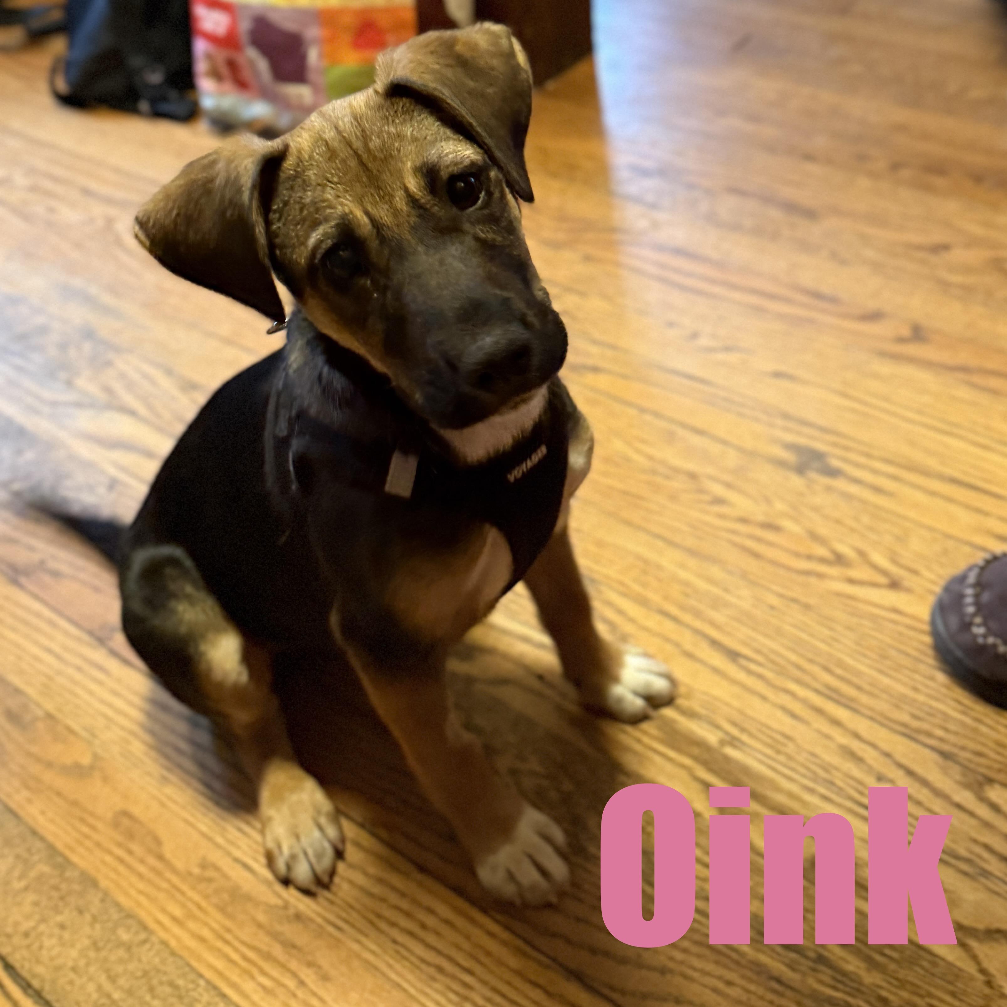 Enlarge Oink, an adopted mixed breed in Ellicott City, MD image 1/5