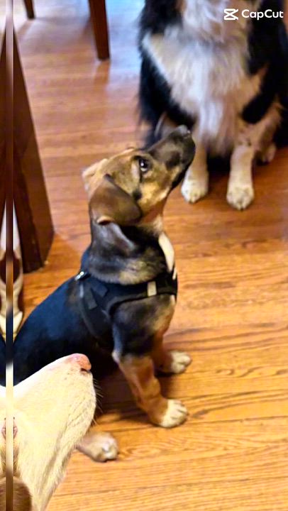 Enlarge Oink, an adopted mixed breed in Ellicott City, MD video 2/5