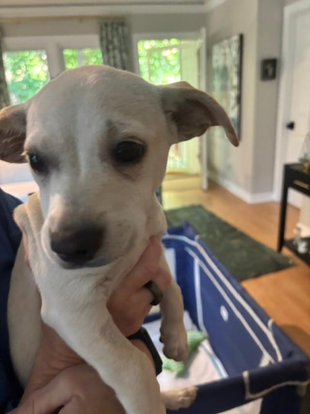 Chloe Lynn, a ADOPTABLE mixed breed in Brookfield, CT image 3/3