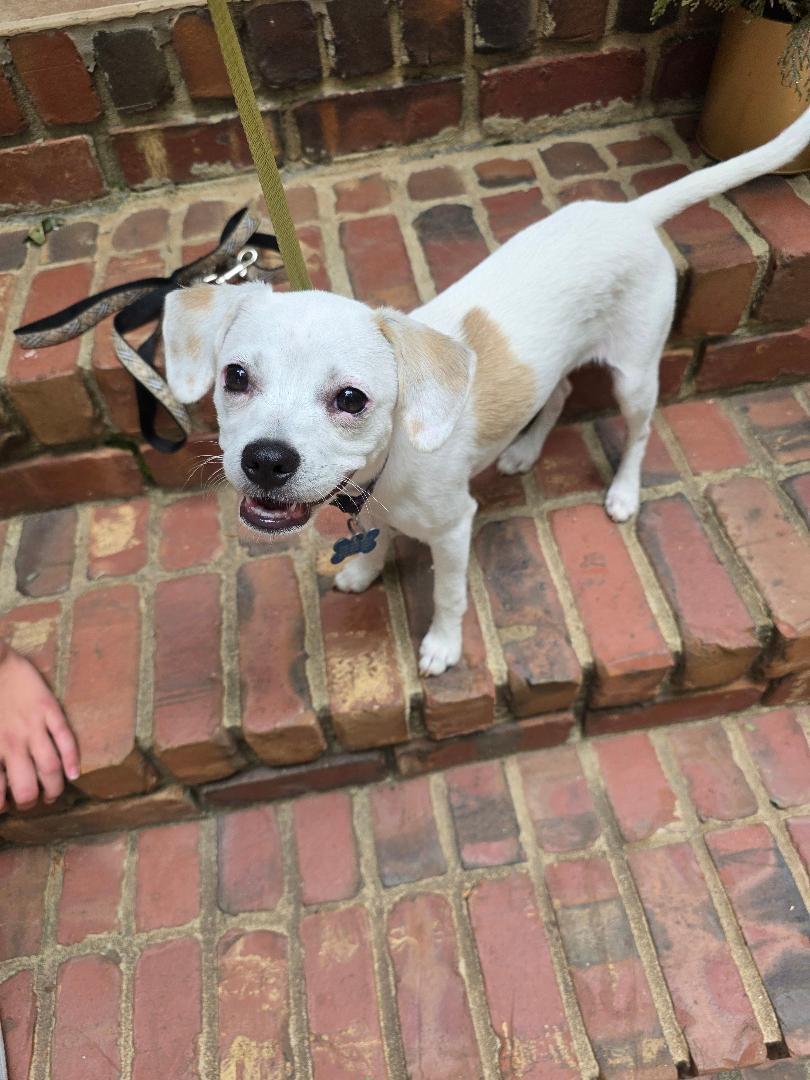 CHLOE, ADOPTABLE, Young Female Chihuahua & Rat Terrier.