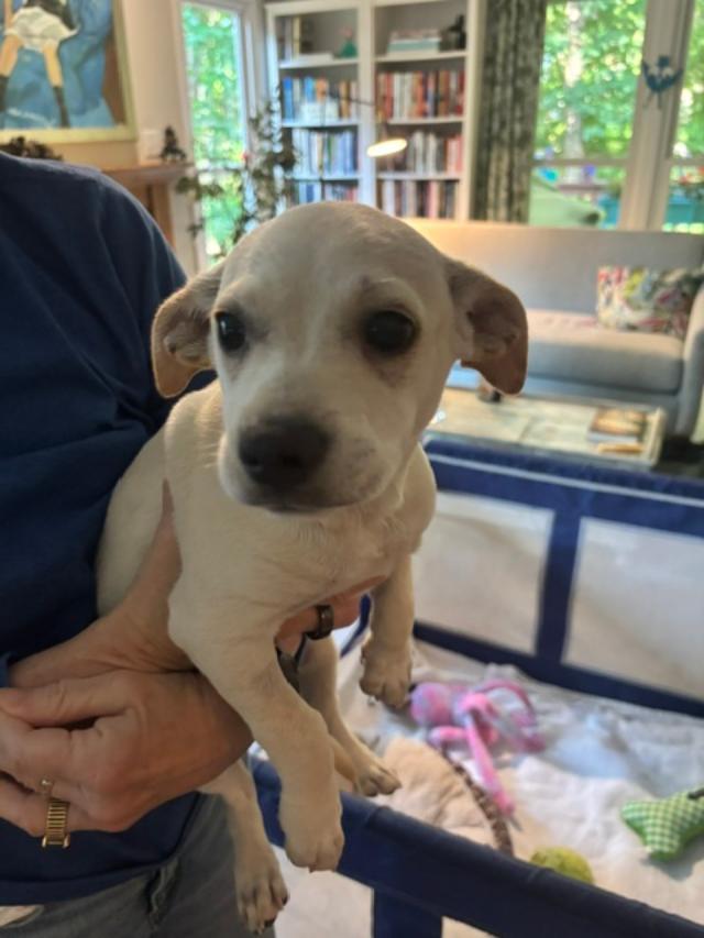 Chloe Lynn, a ADOPTABLE mixed breed in Brookfield, CT image 2/3