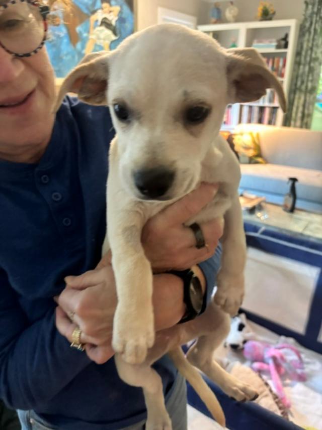 Chloe Lynn, ADOPTABLE, Puppy Female Chihuahua & Rat Terrier.