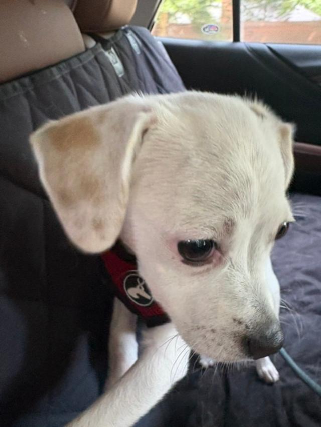CHLOE, a ADOPTABLE mixed breed in Cary, NC image 2/6