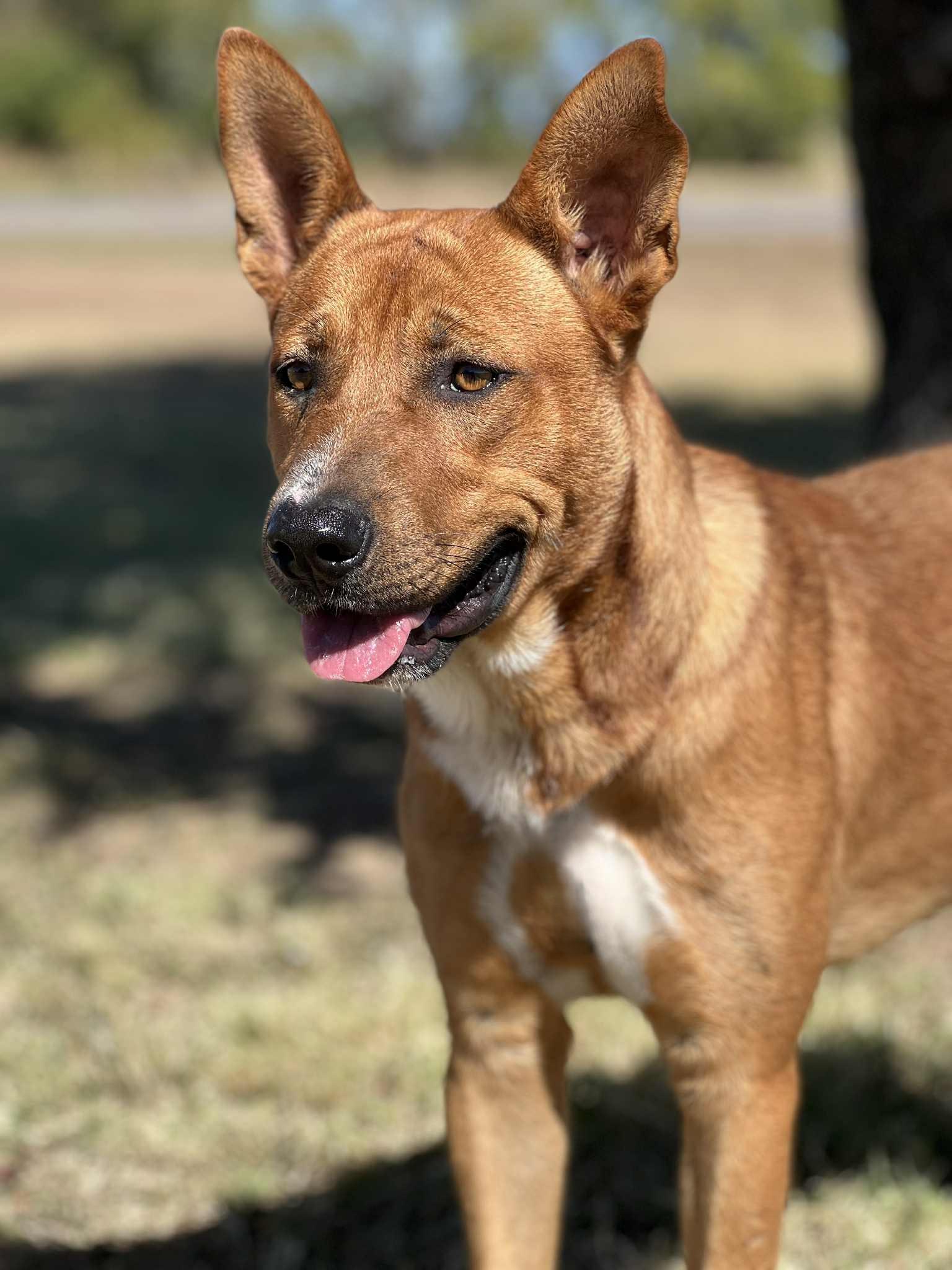 Enlarge Killogg, a ADOPTABLE mixed breed in Cleburne, TX image 1/5