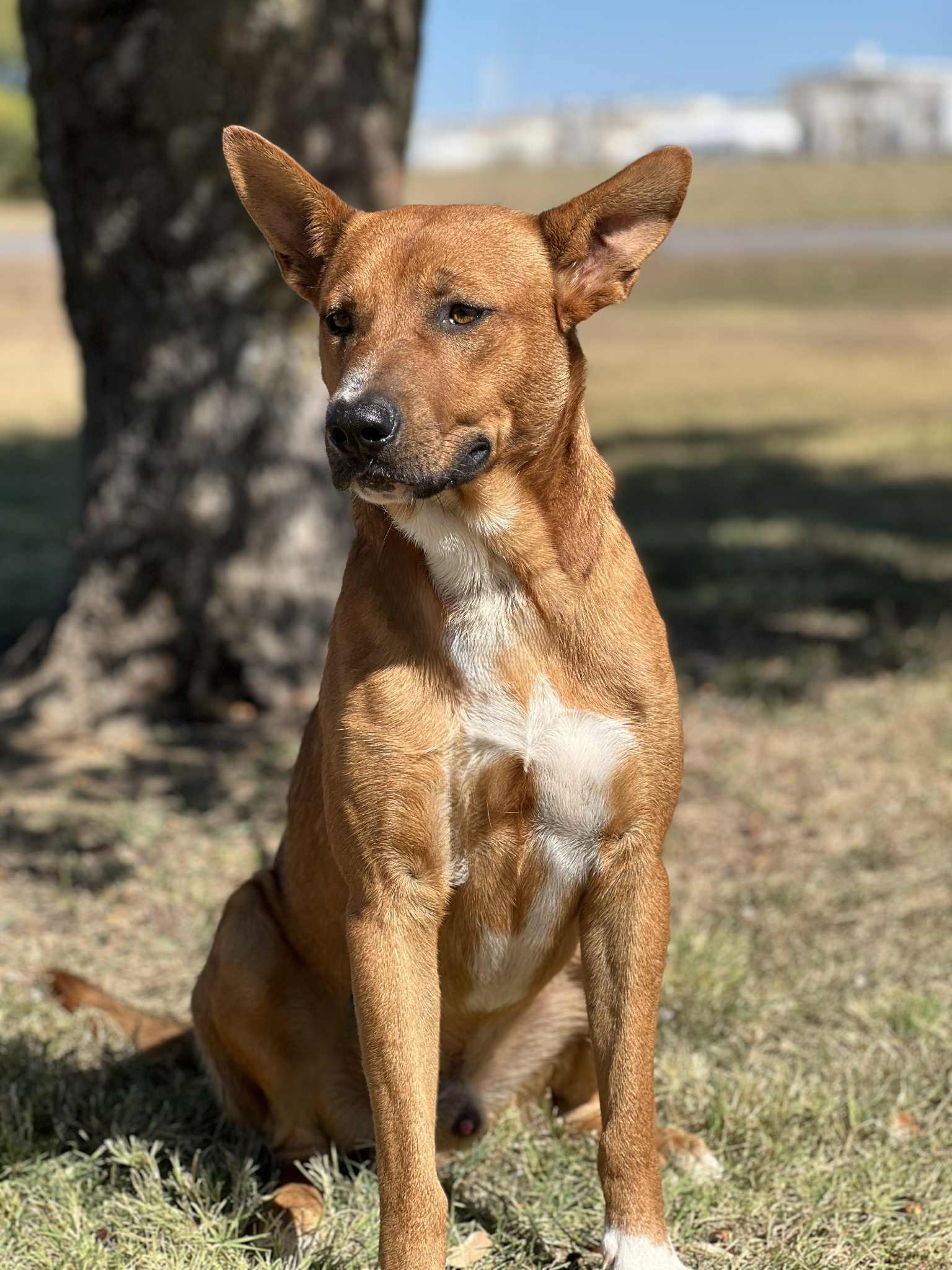 Enlarge Killogg, a ADOPTABLE mixed breed in Cleburne, TX image 4/5