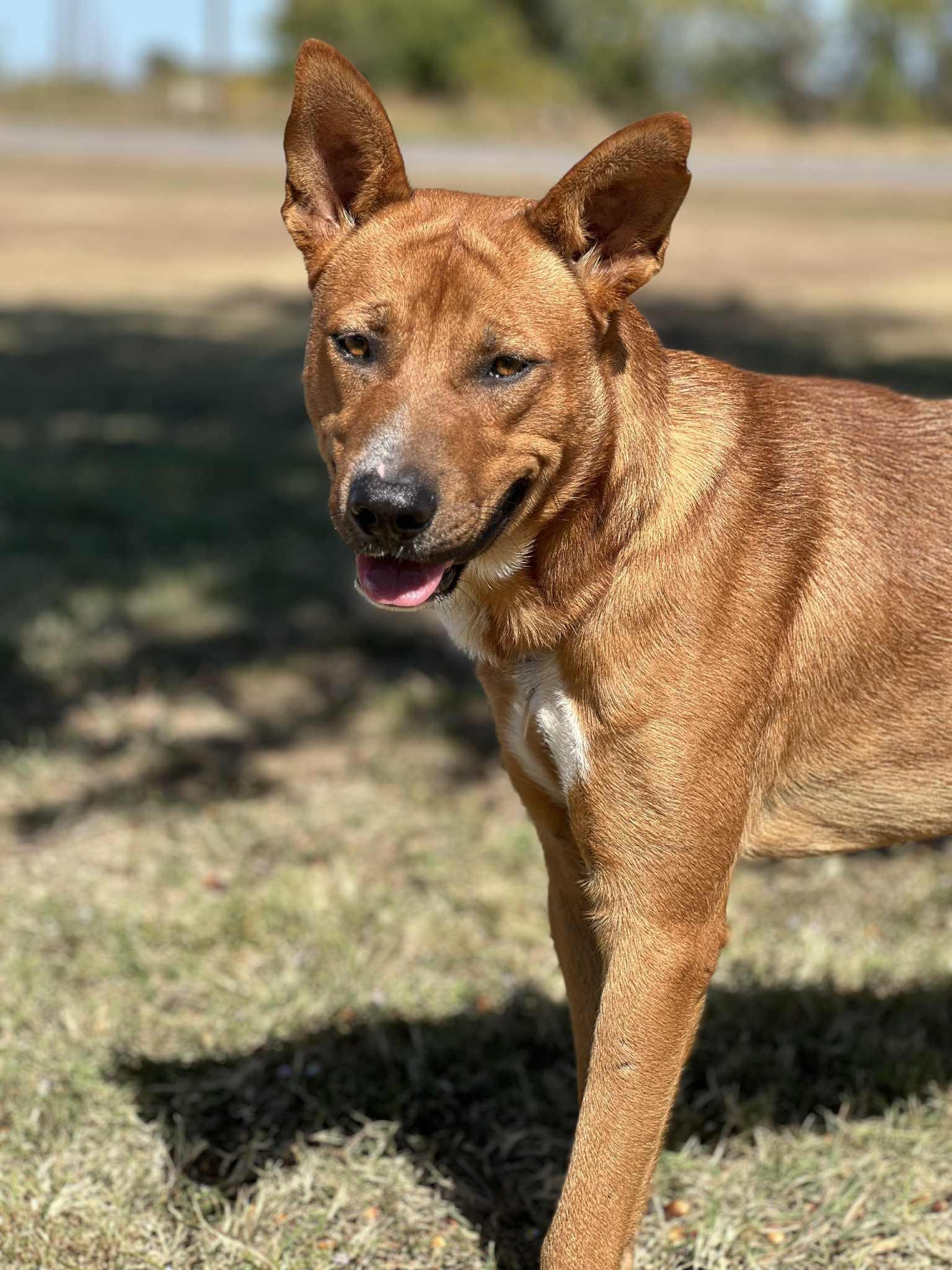 Enlarge Killogg, a ADOPTABLE mixed breed in Cleburne, TX image 5/5