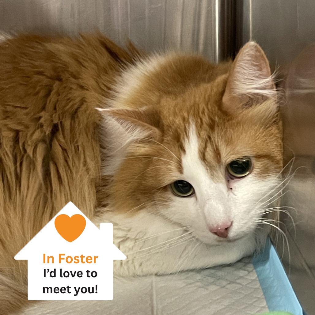 Nacho, Adoptable, Adult Male Domestic Long Hair.